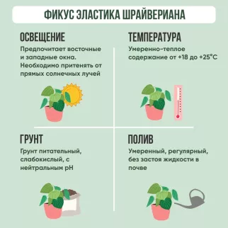 Фикус эластика Шрайвериана d15 см