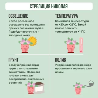 Стрелиция Николая d21/23 см h120/150 см
