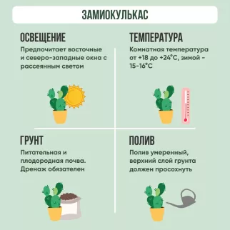 Замиокулькас d12 см