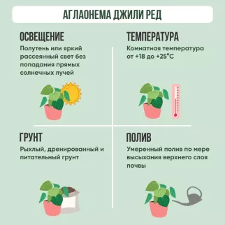 Аглаонема Джили Ред d12 см (К)