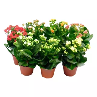 Каланхое микс d12 см h25 см