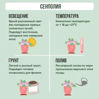 Сенполия (Фиалка) микс d12 см h20 см