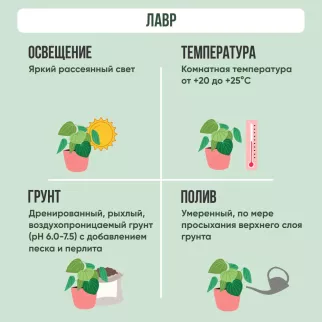 Лавр d14 см h40 см