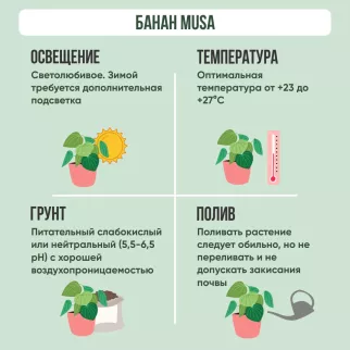 Муса (Банан) d12 см h45 см