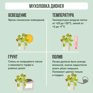 Дионея Мусципула d9 см h15 см