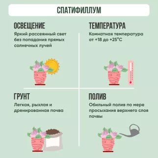 Спатифиллум Перл Купидо d7 см h25 см