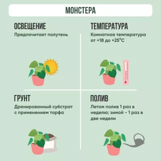 Монстера Манки Мэск d11 см h27 см