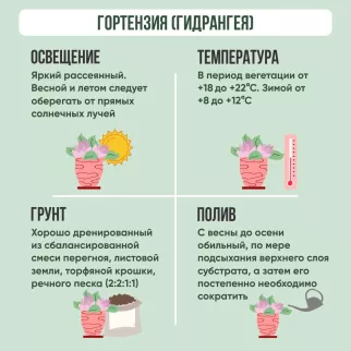 Гортензия (гидрангея) голубая d10 см h25 см