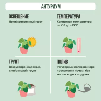 Антуриум Ариса Пинк d9 см h30 см