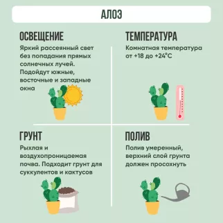 Алоэ микс d8 см h10 см