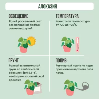Алоказия Полли d 12 см