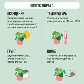 Фикус Лирата 3 ствола d27 см h80 см
