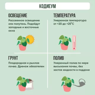 Кротон микс d10 см h20 см