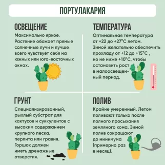 Портулакария Афра d11 см h20 см