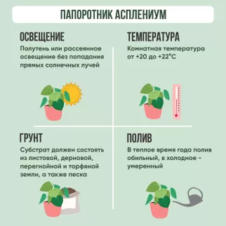 Асплениум Парвати в белом кашпо d14 см h30 см