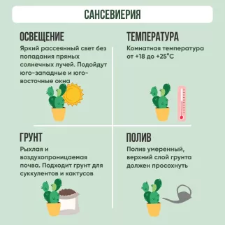 Сансевиерия цилиндрическая веер d12 см h25 см