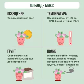 Олеандр микс d13 см h40 см