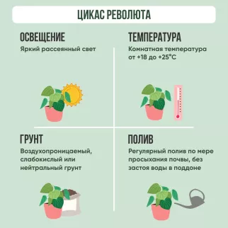 Цикас Революта d25 h60 см