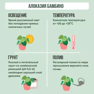 Алоказия Бамбино d 10,5 см