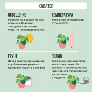 Калатея Грин Эпл d14 см h40 см