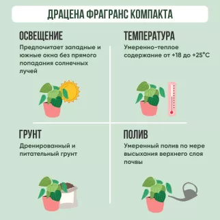 Драцена фрагранс Компакта d 14 см h 30 см