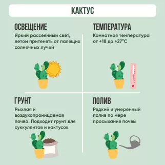 Кактус цветущий микс d8 см h10 см