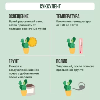 Котиледон Ундулата d7 см h8 см