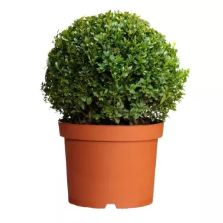 Самшит вечнозеленый d17/19 см