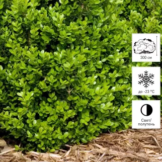 Самшит d19 см