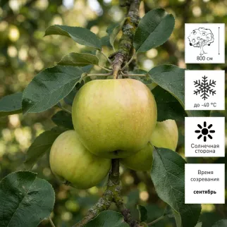 Яблоня Антоновка Обыкновенная d17-25 см h60-100 см
