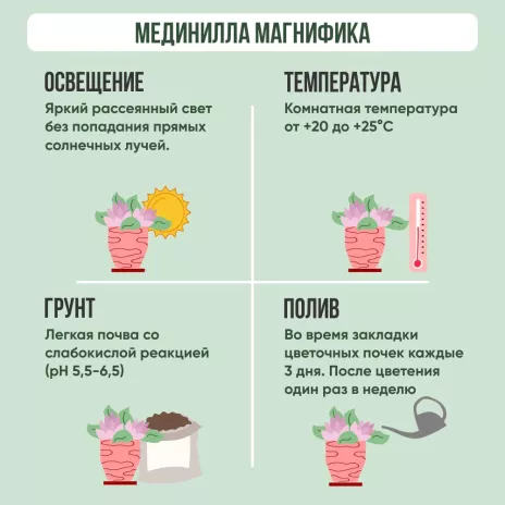 Мединилла Магнифика d14/17 см h40-50 см