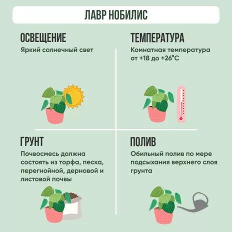 Лавр Нобилис d9 см