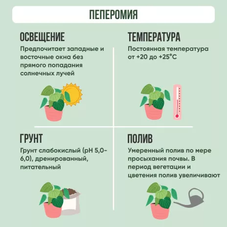 Пеперомия d12 см h25 см