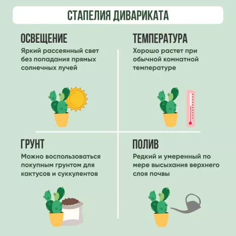 Стапелия Дивариката d7 см