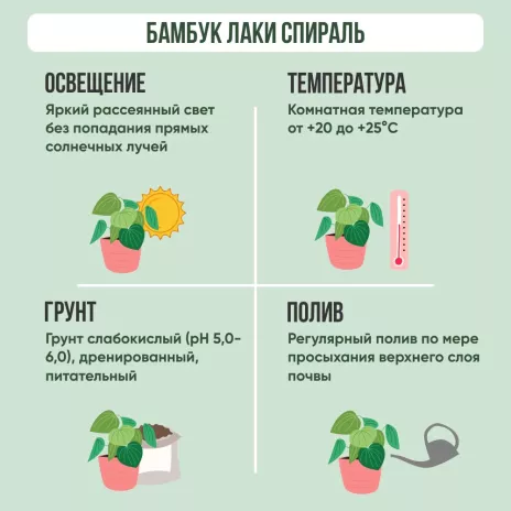 Бамбук лаки спираль h70 см