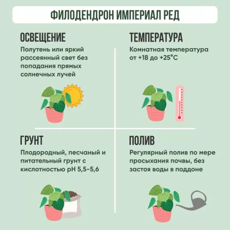 Филодендрон кустовой Imperial Red d13 см