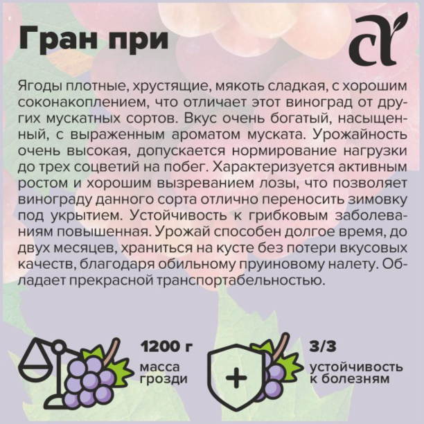 Сорт винограда Гран-При как добиться высокого урожая Сорт винограда Гран-При – как добиться высокого урожая