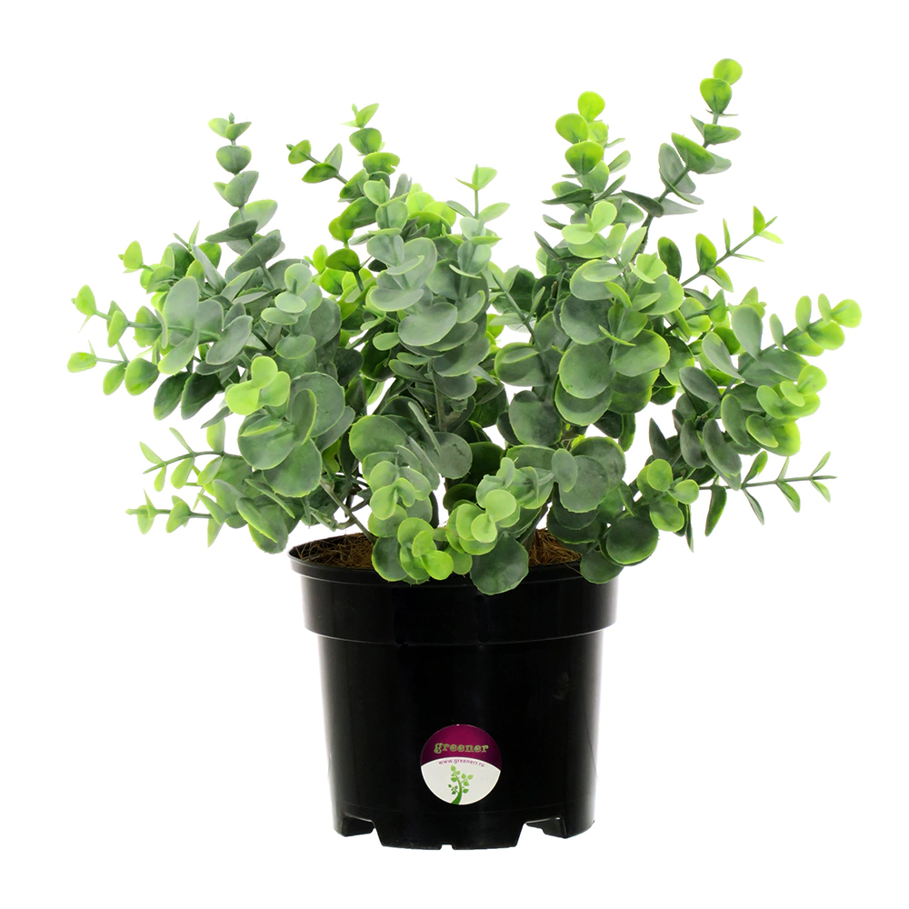 Растение искусственное Эвкалипт Лозанно в кашпо высота микс 30 см