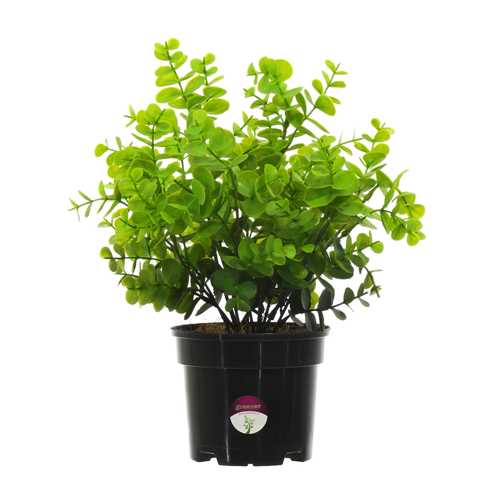 Растение искусственное Эвкалипт Лозанно в кашпо высота микс 30 см