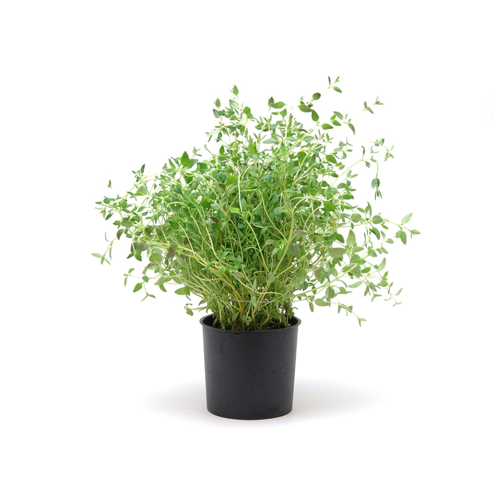 Тимьян обыкновенный d9/12 см