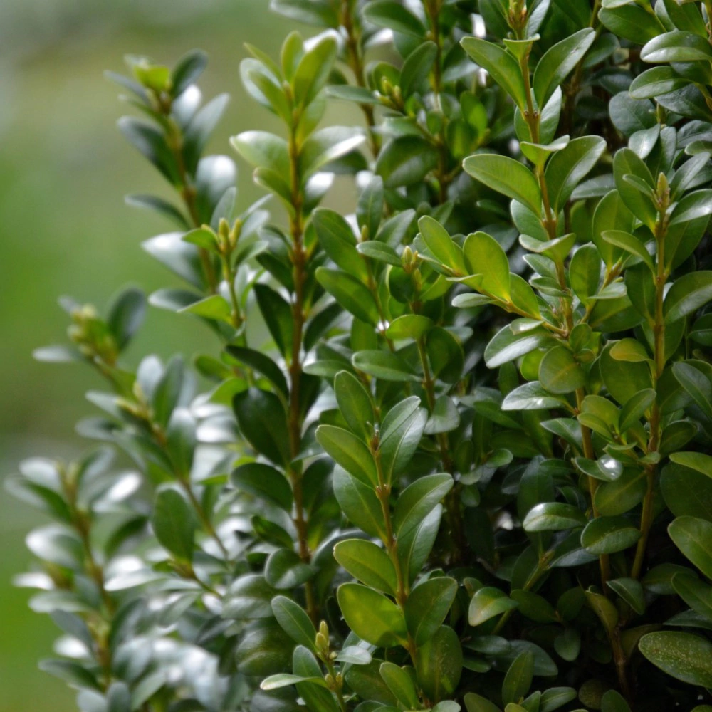 Самшит шар d23 см h22 см