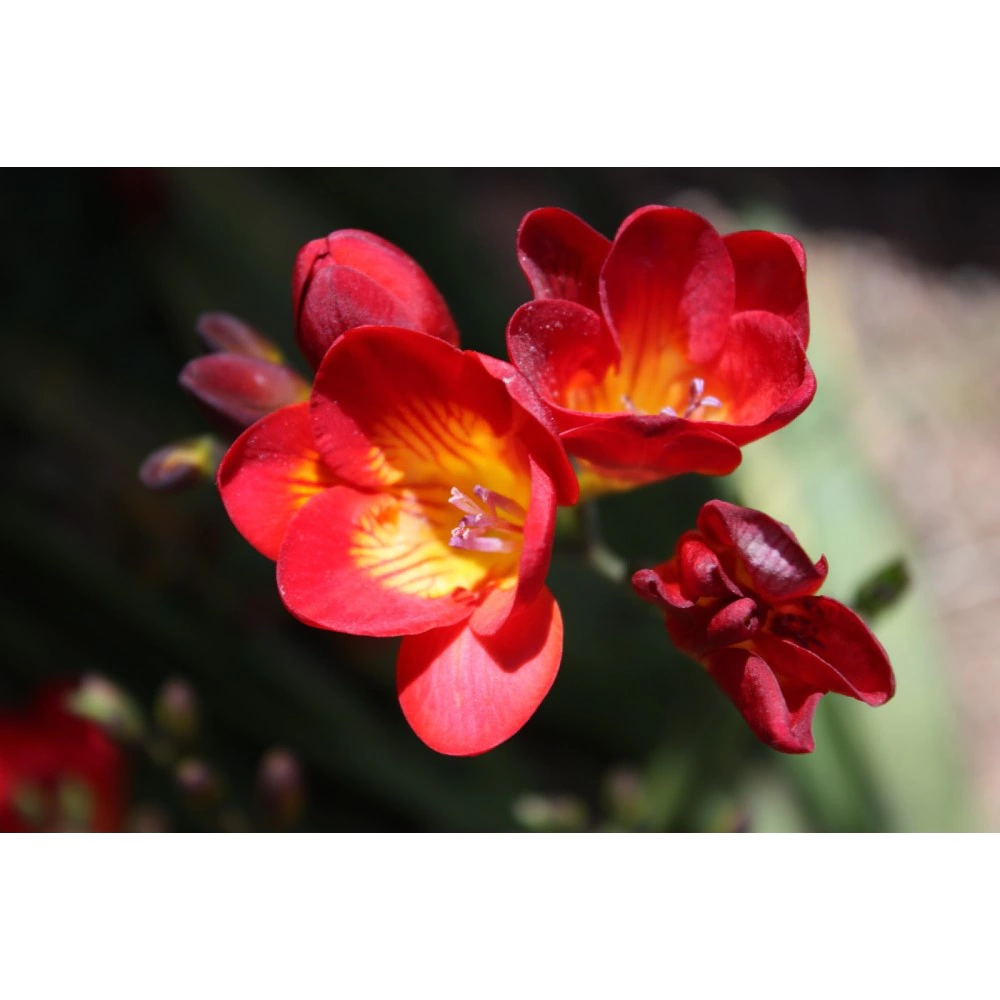 Фрезия махровая красная 8 шт