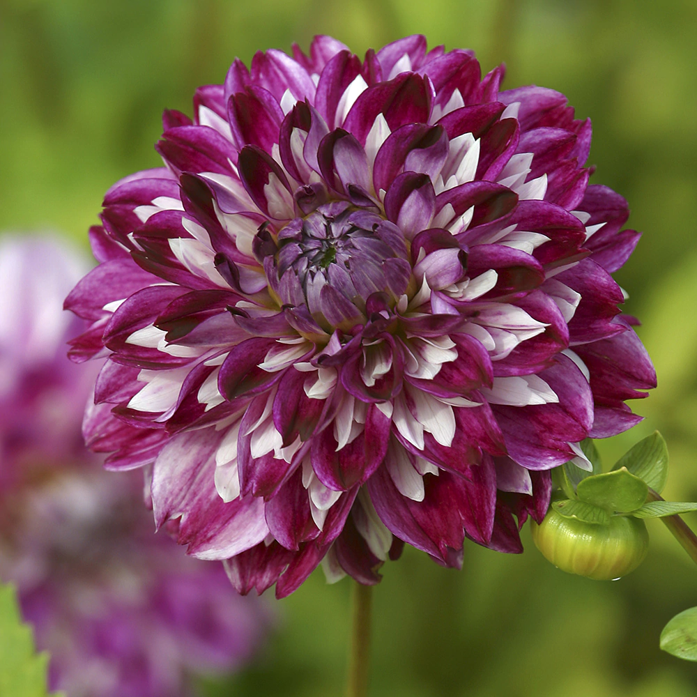 Георгина Оптик Иллюжн 1 шт