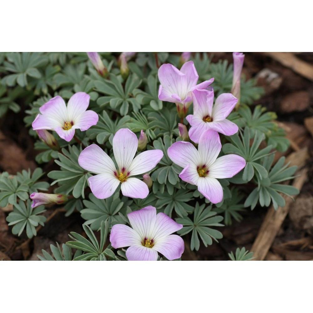 Оксалис железистолистный 5 шт