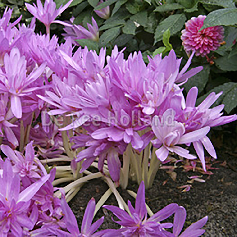 Безвременник осенний Colchicum Waterlily 1 шт Master