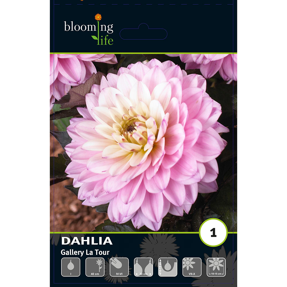 Георгина Геллери Ла Тур 1 шт