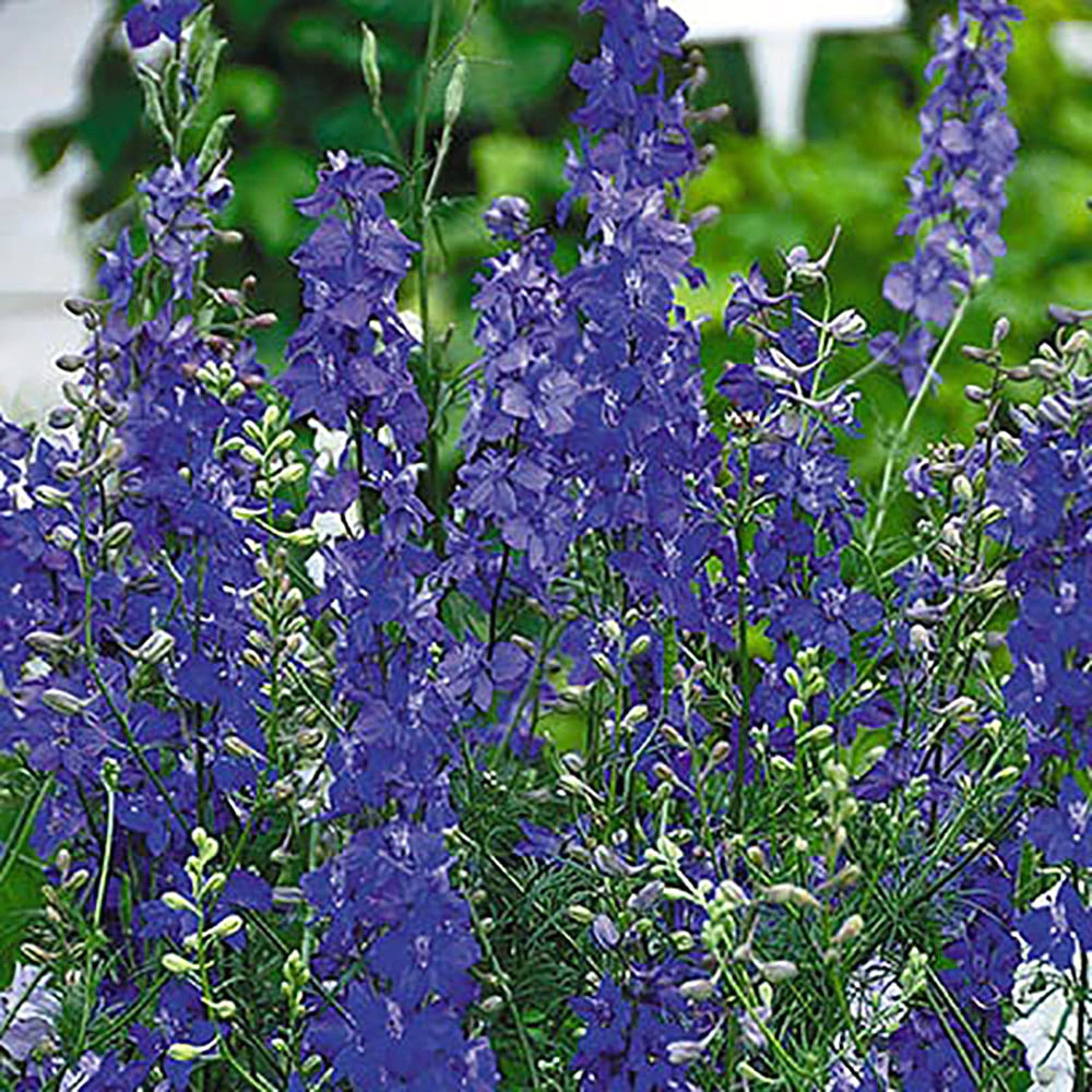 Дельфиниум Лазурные просторы смесь СР 0,25 г Русский огород