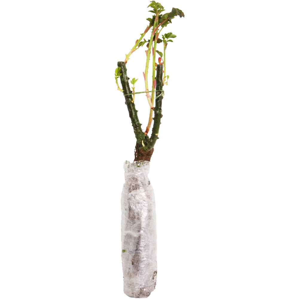 Роза плетистая Уайт Санрайз (в тубе)