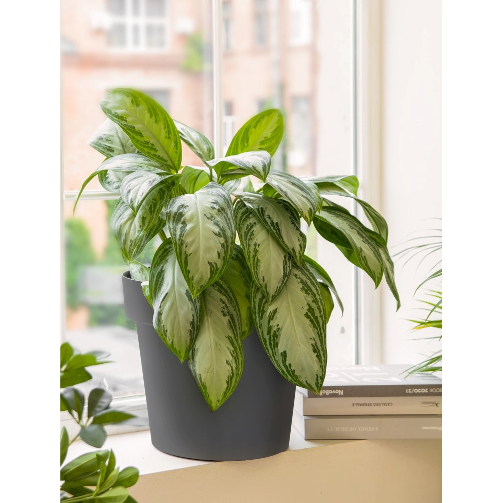 Кашпо пластиковое LOFT OLA DOM серое d33 см h28,5 см 16 л