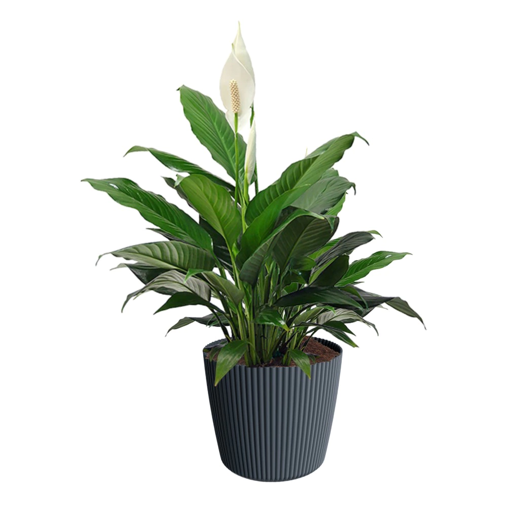 Кашпо пластиковое Milly round антрацит d19,6 см h17,3 см 4 л